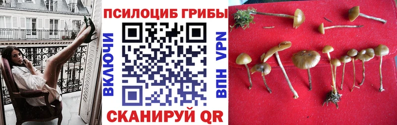 Псилоцибиновые грибы прущие грибы  Новосокольники 
